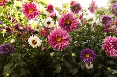Purple and pink aster flowers with yellow centers grow in a sunny garden, showcasing delicate petal textures.