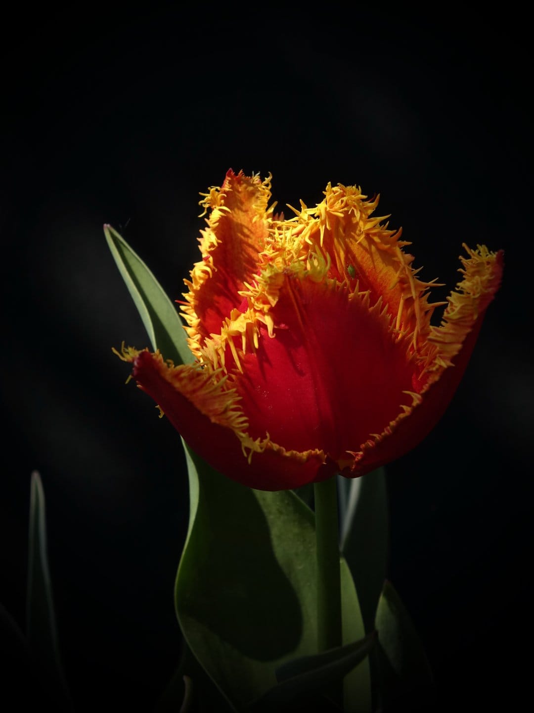 Fringed red tulip with serrated yellow edges illuminated against a dark, shadowy background in a macro shot.