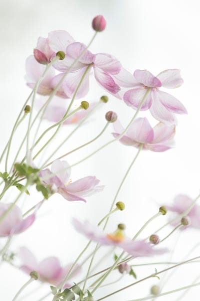 Pink Japanese Anemone flowers with translucent petals grow on slender green stems against a white backdrop.