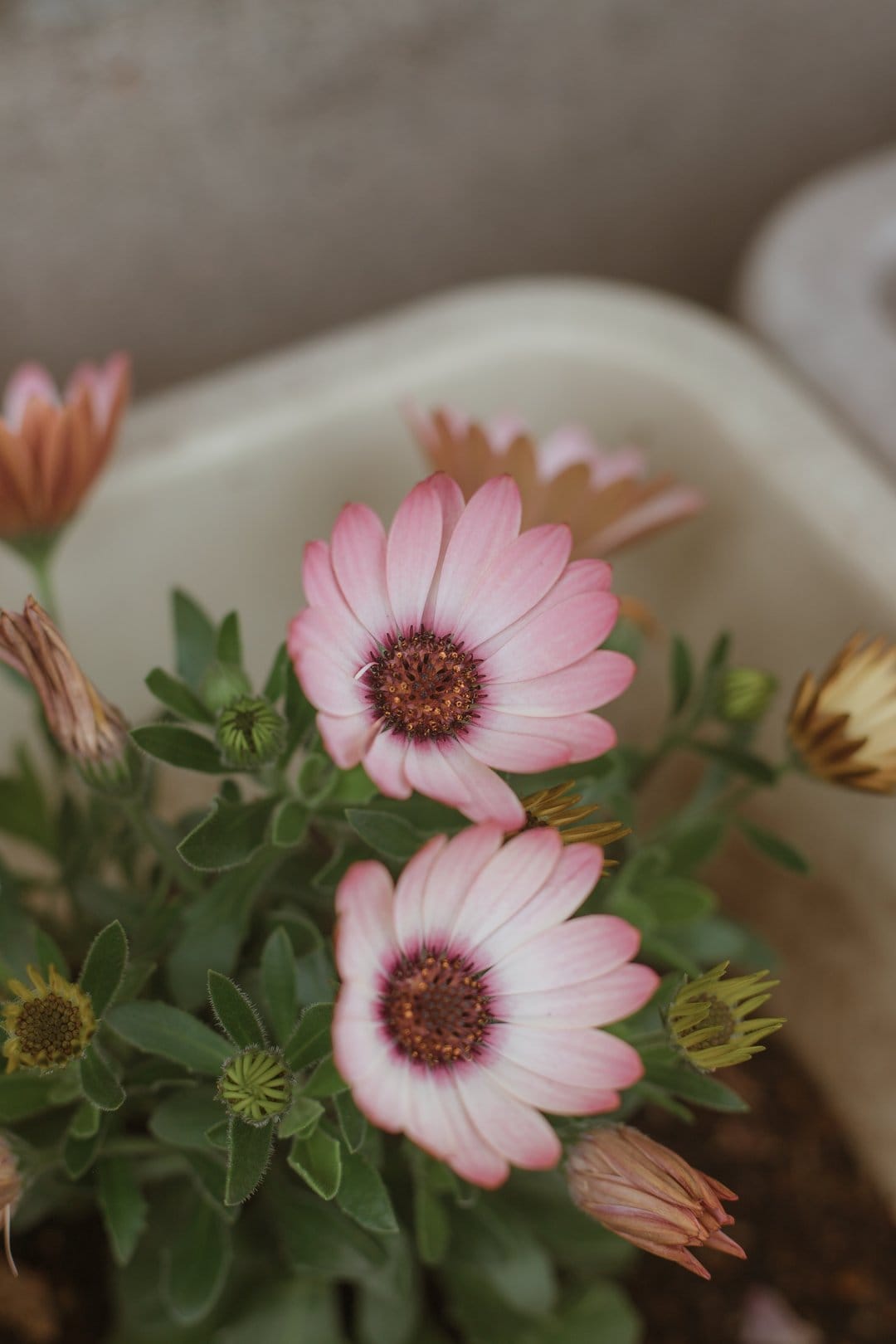 Pink African daisies with dark centers and green buds against a soft neutral background in a vertical layout.