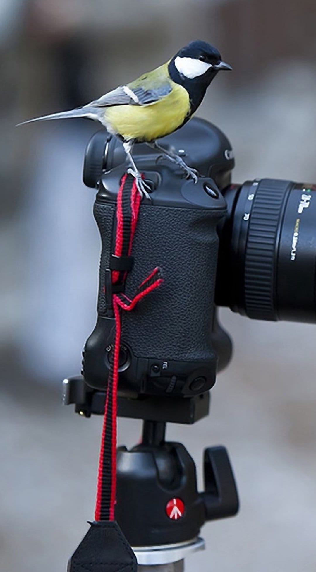 Great Tit with yellow feathers perching on a camera body and tripod against a soft green blurred background.