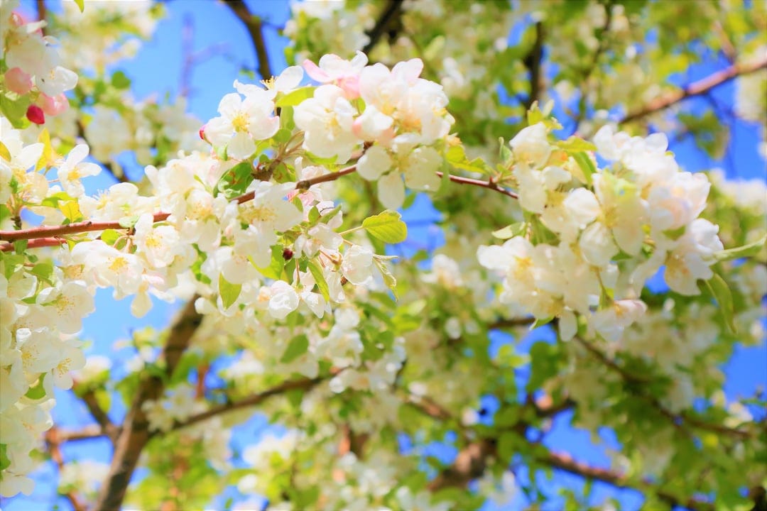White cherry blossoms with yellow centers cluster on branches against a bright, solid blue sky in sunlight.