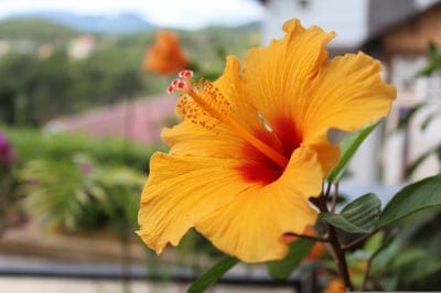 green,beautiful flowers,flower background,flowers,colorful,nature,flower wallpaper,yellow
