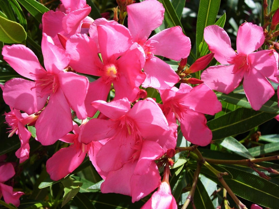 Pink oleander blossoms with vibrant petals and green leaves appear in sharp focus for a mobile phone background.