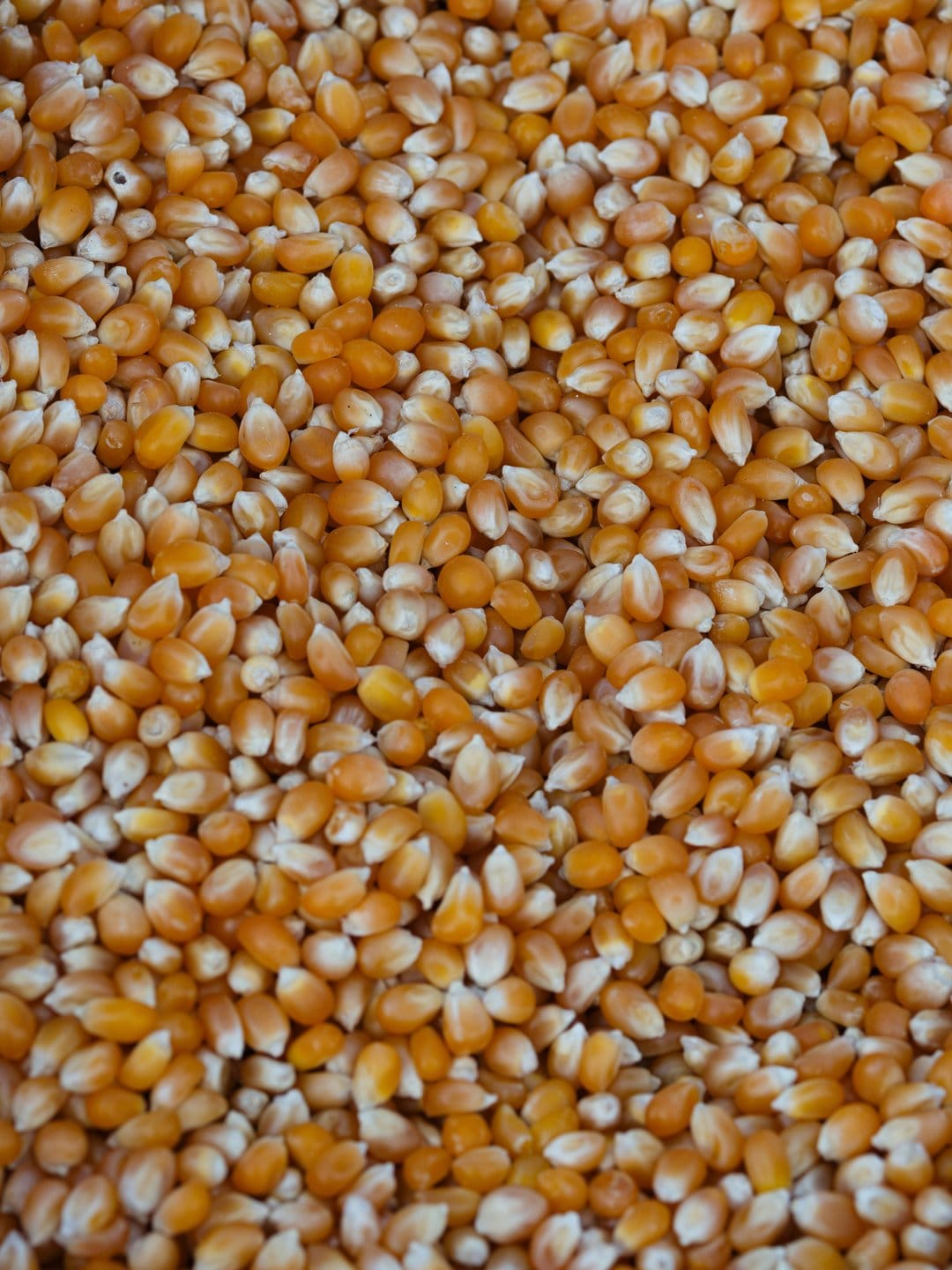 Dried yellow corn kernels with smooth surfaces and varied golden tones fill the frame in a macro texture shot.