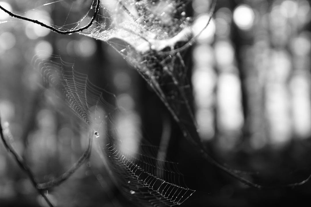 Spiderweb covered in small dew drops suspended between branches in a blurred monochrome forest background.