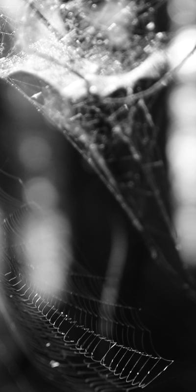 Spider web,Spider web background,Spider web wallpaper,spider,insect wallpaper