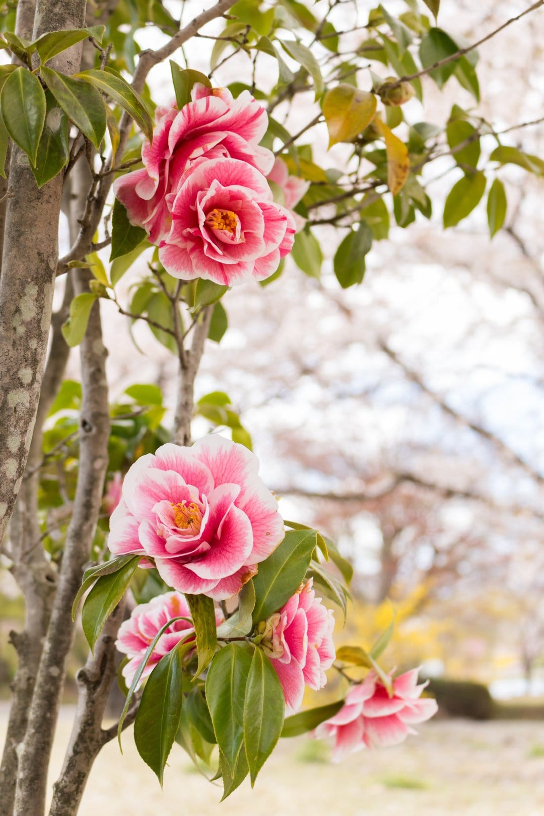 Pink and white camellia petals with yellow centers bloom on a leafy branch against a soft blurred background.