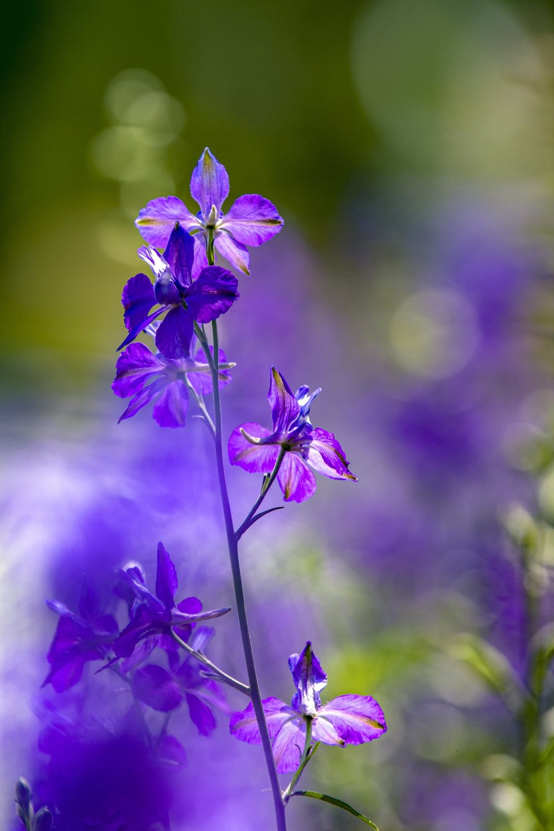 Purple delphinium flowers with detailed petals and soft bokeh highlights in a vertical macro composition.