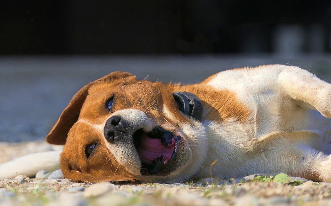 Beagle puppy lying on its back with its mouth open in a wide yawn, showing pink tongue and blue eyes in the sun.
