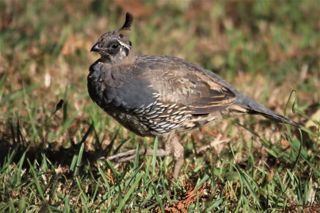 California Quail with a curved head crest stands on short green grass against a blurred earth-tone background.