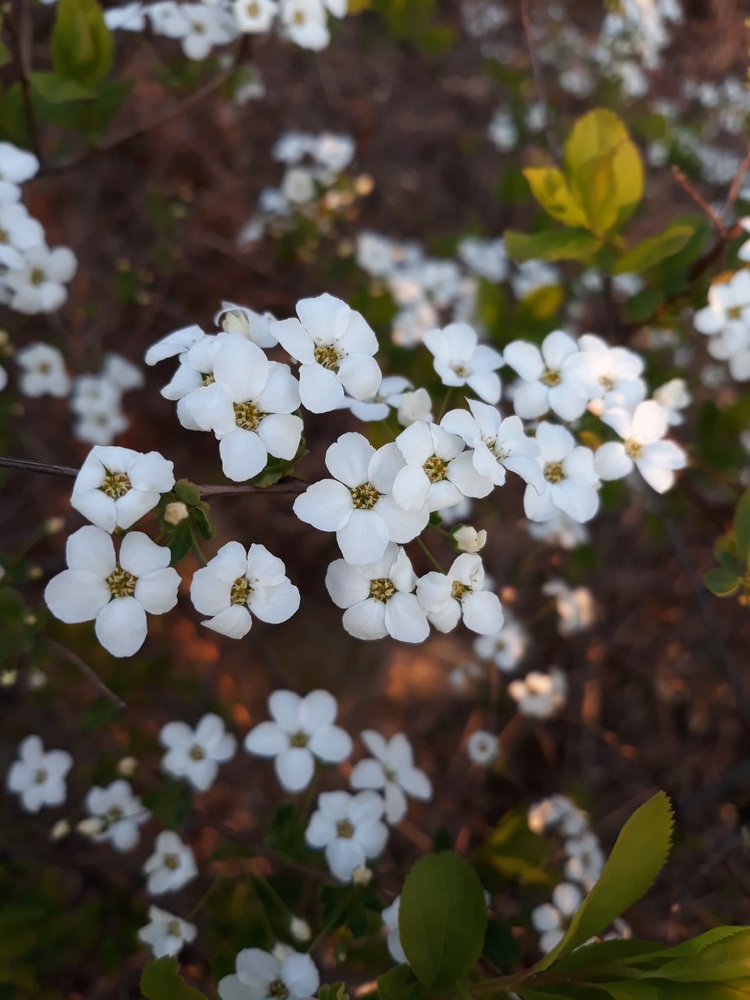 White five-petal blossoms with yellow centers bloom on a dark branch with small green leaves and a blurred background.