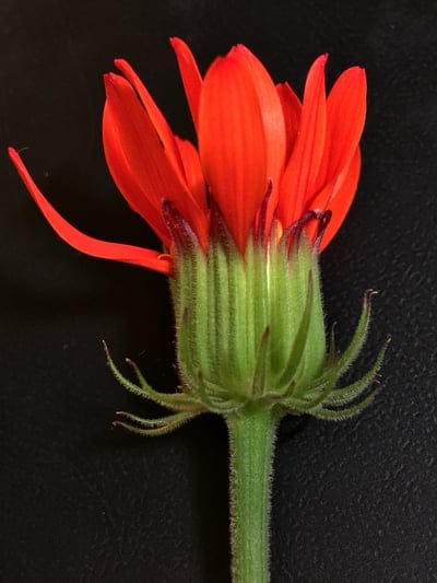 Orange flower bud with hairy green sepals and a sturdy stem stands out against a dark, out-of-focus background.