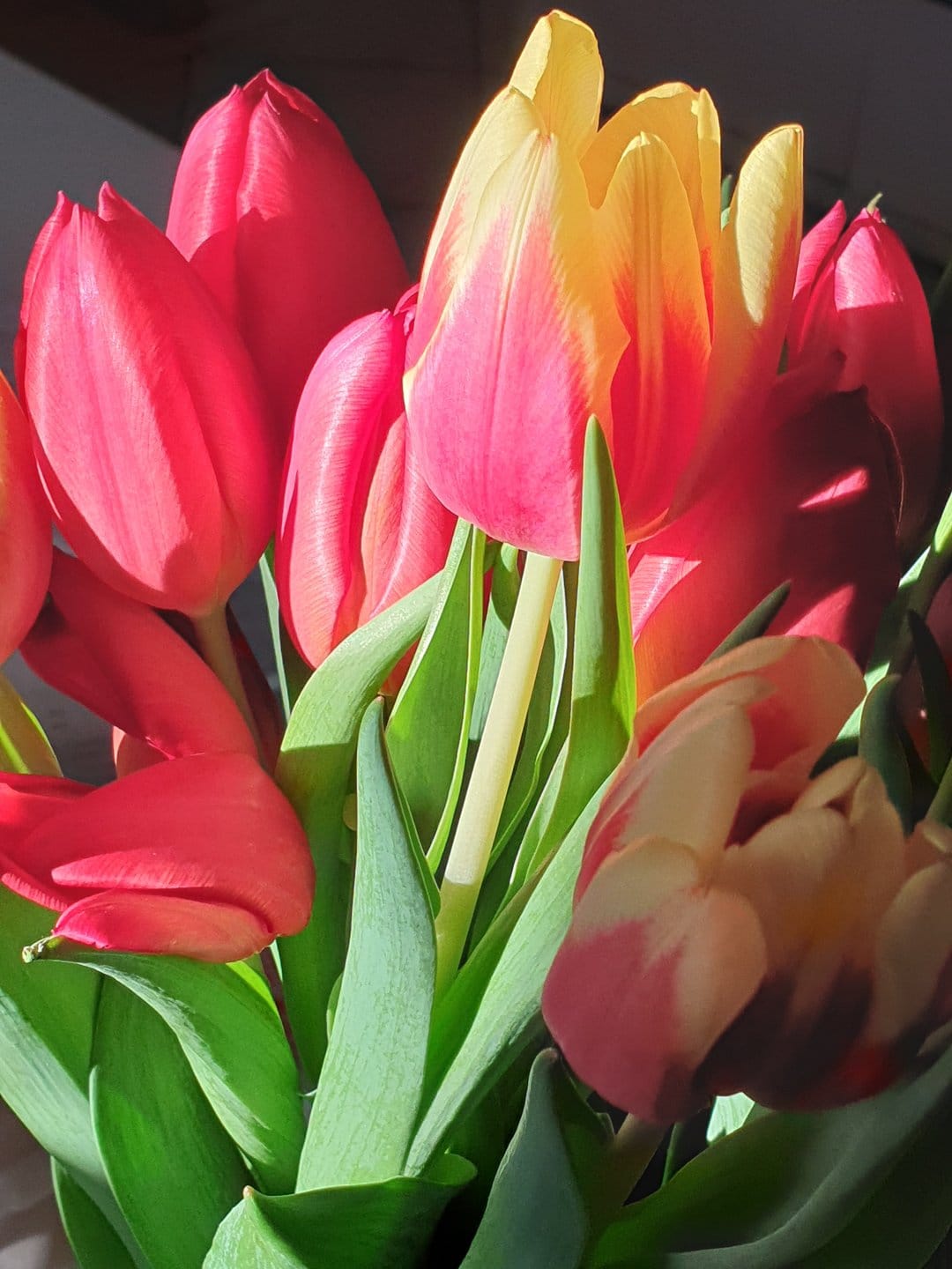 Red and yellow tulip petals glow under bright sunlight, revealing delicate textures and green garden leaves.