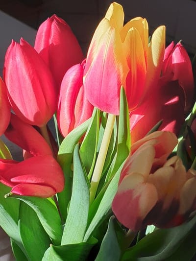 tulip,flower background,flowers,flower wallpaper,plant,petals,bloom,blossom,flora,spring,beautiful flowers,nature,closeup