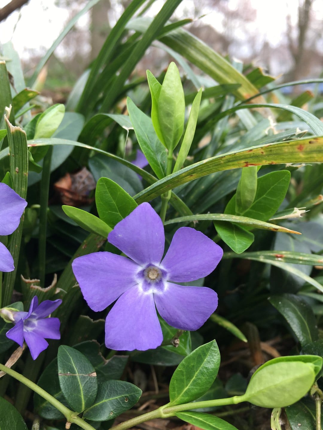 Purple five-petaled periwinkle flowers and green leaves with a close-up focus on the petals and unfurling buds.