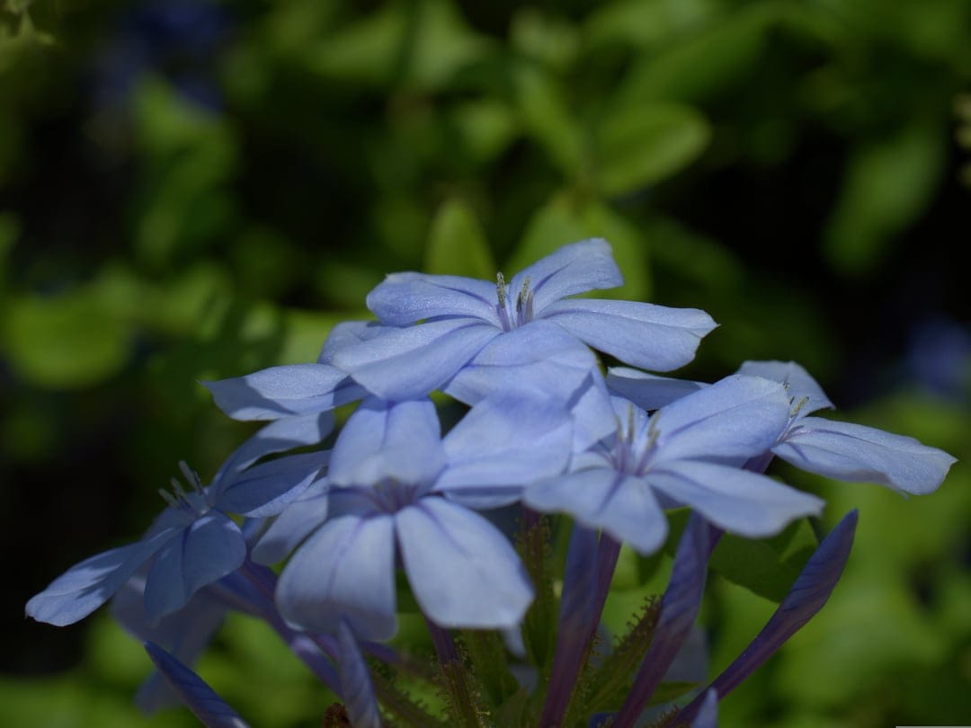 Blue plumbago flowers with delicate petals bloom in sunlight against a soft green blurred garden background.