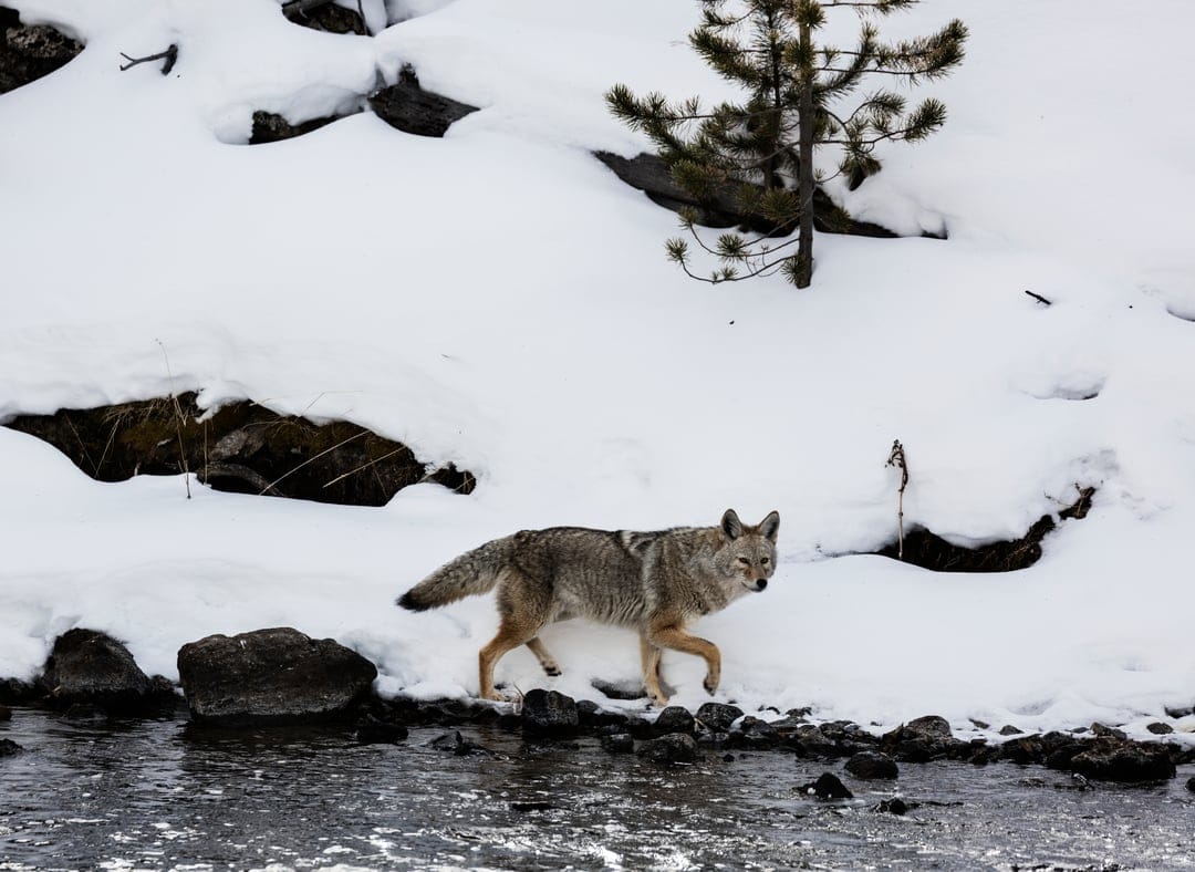 Coyote with gray fur walks along a snowy river edge near a pine tree under soft winter light in the wilderness.