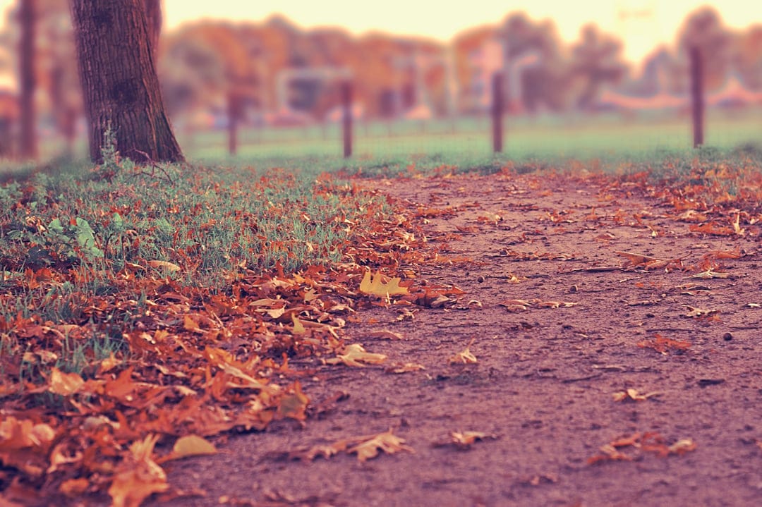 Fallen orange leaves carpet a dirt path through a forest with a soft bokeh background and a large tree trunk.