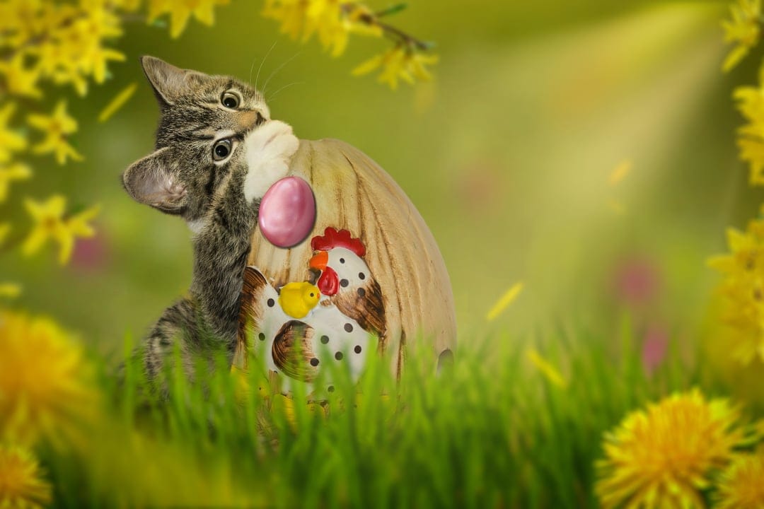 Tabby kitten peeking behind a large Easter egg with chick designs in a sunlit field of yellow flowers and grass.