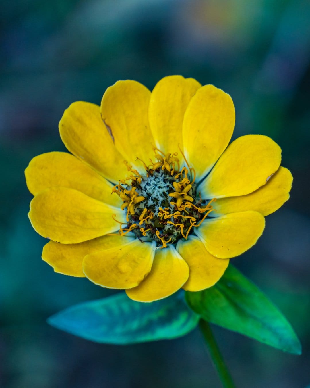 Yellow zinnia flower with a textured center and layered petals set against a soft green bokeh background.