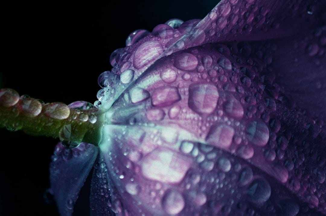 Purple flower petals with clear water droplets against a dark background in a sharp vertical macro composition.