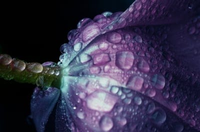 Purple flower petals with clear water droplets against a dark background in a sharp vertical macro composition.