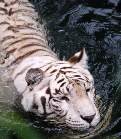 tiger,albino,swin,water,big cat,predator