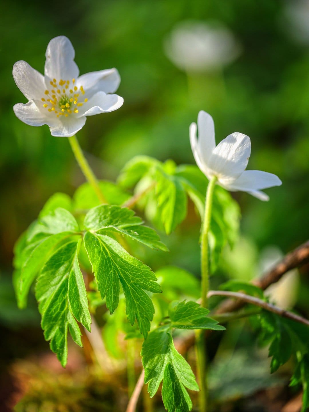 White wood anemone flowers with yellow centers grow amidst lush green leaves in a soft-focus forest setting.
