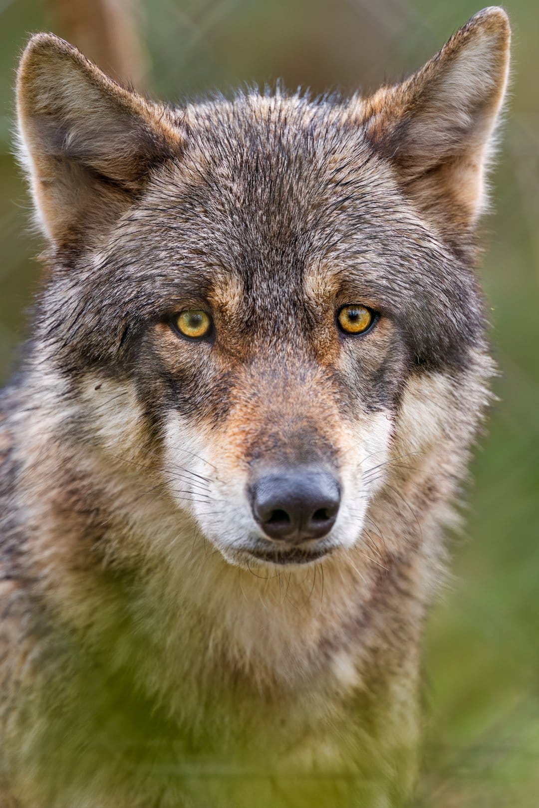 Wolf face with yellow eyes and thick gray fur looking directly forward in a close-up wildlife portrait.