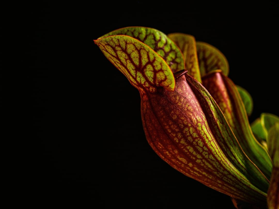Pitcher plant with red veins across a green surface sits against a solid black background in a macro close-up.
