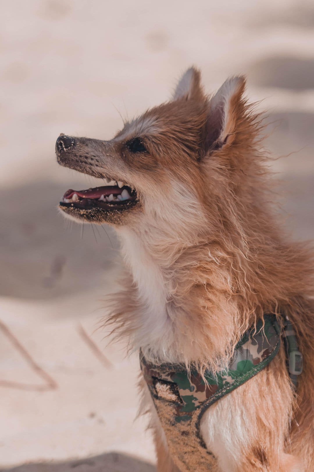 Pomeranian dog in a camouflage harness pants on a sunny beach, featuring wet light brown fur and sandy terrain.