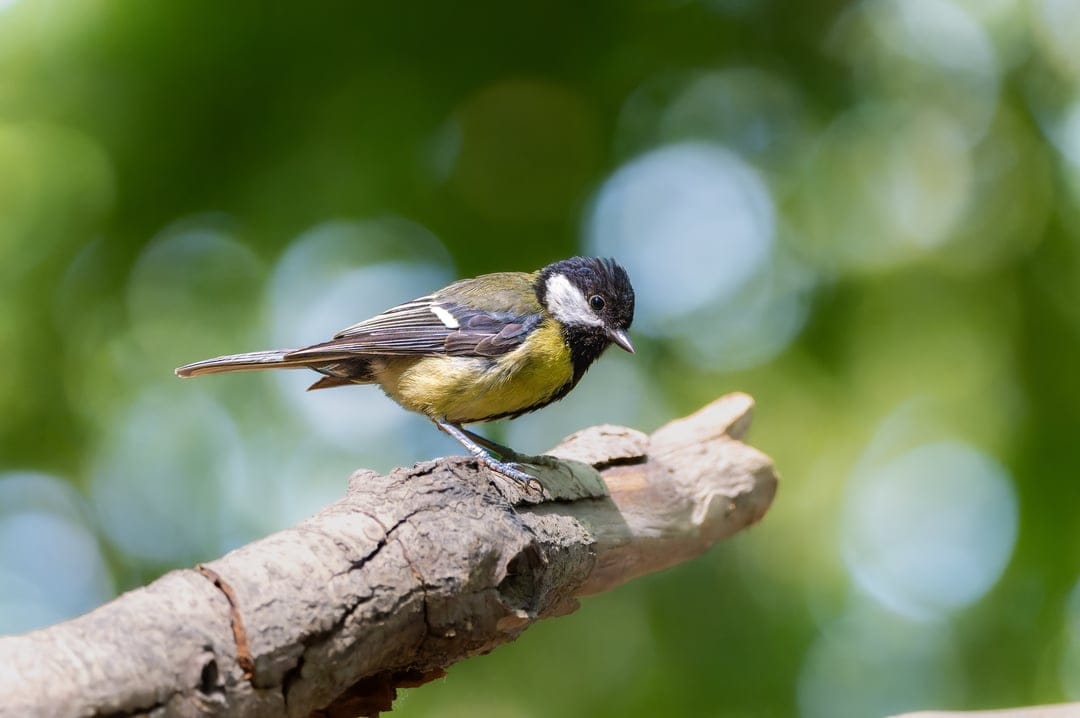 Great Tit songbird perches on a lichen-covered branch amidst soft golden sunlight and a blurred green background.