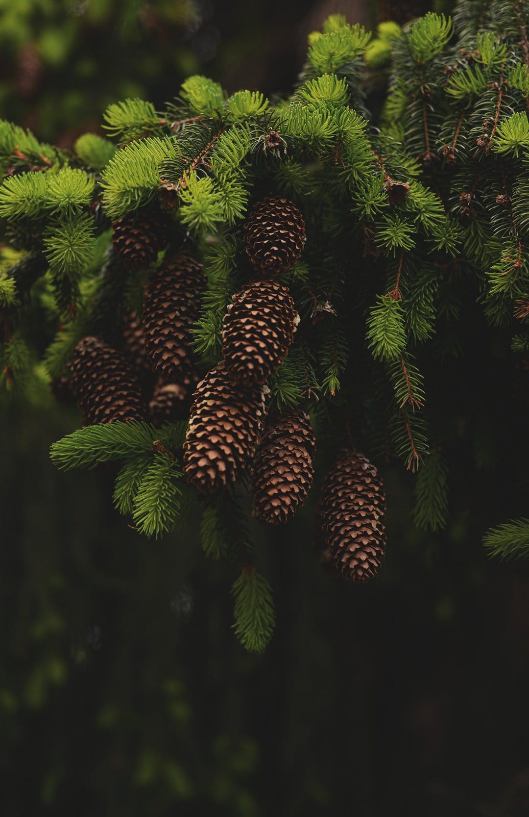 Pine cones on a fir branch with green needles and a soft bokeh background in moody, natural forest lighting.