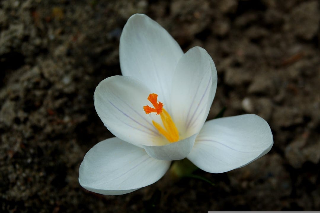 White crocus flower with orange stamens viewed from above against dark soil in a vertical macro composition.
