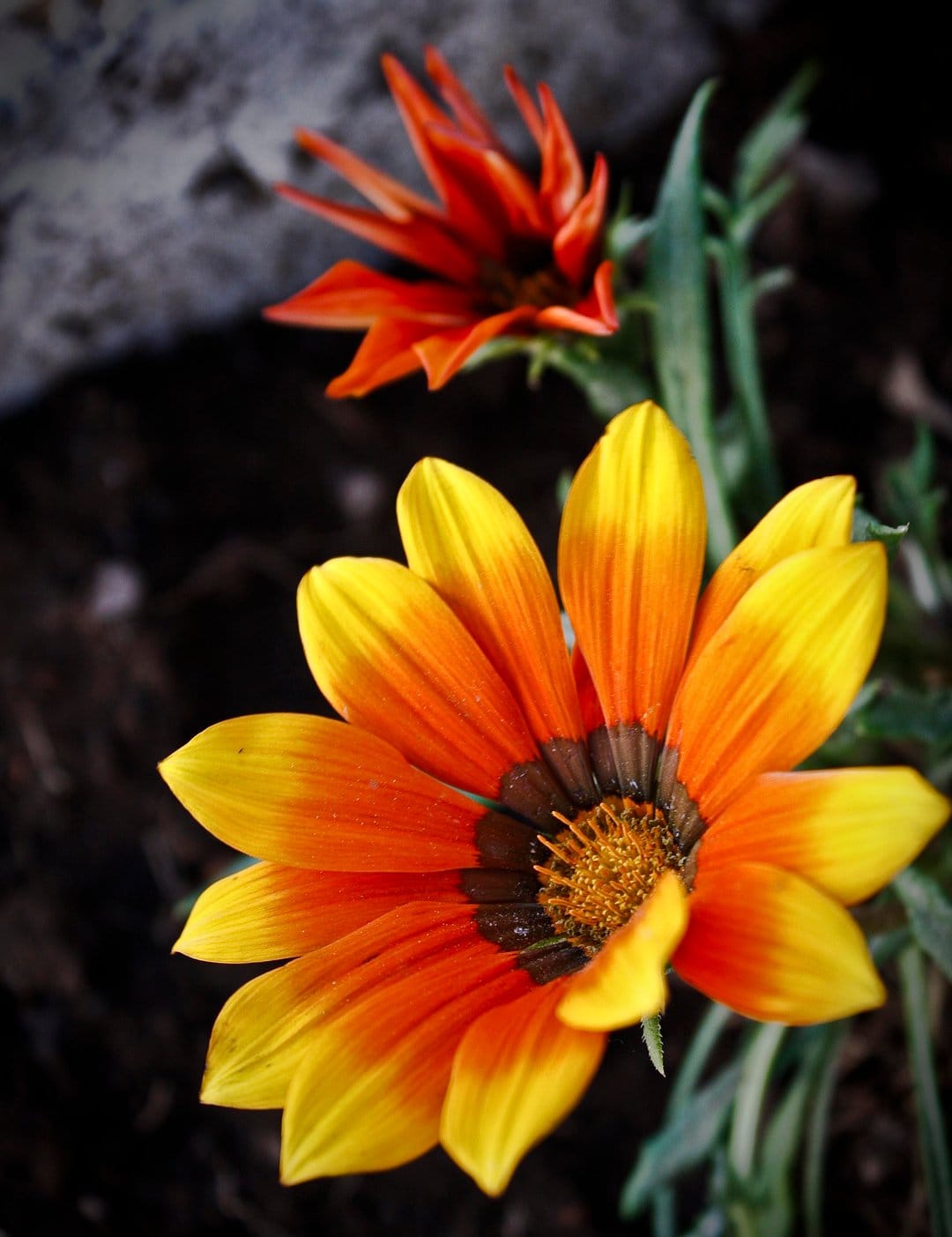 Gazania flower with orange and yellow petals transitions into a dark textured center in a macro botanical close-up.