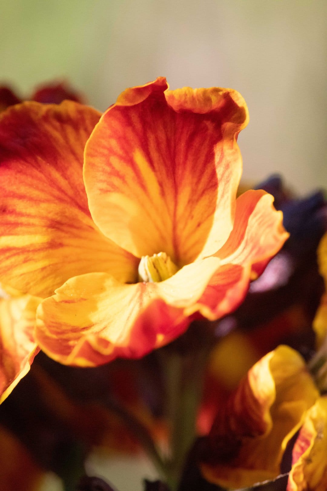 Orange and red flower petals with fine veining and a soft-focus background captured in a vertical macro view.