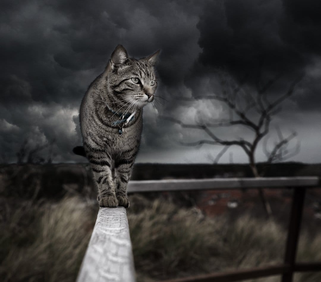 Tabby cat with alert eyes walks on a wooden railing against a background of dark, swirling storm clouds and trees.