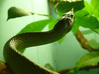 Snake wallpaper,Snake,Snake desktop wallpaper,animal,Snake background wallpaper