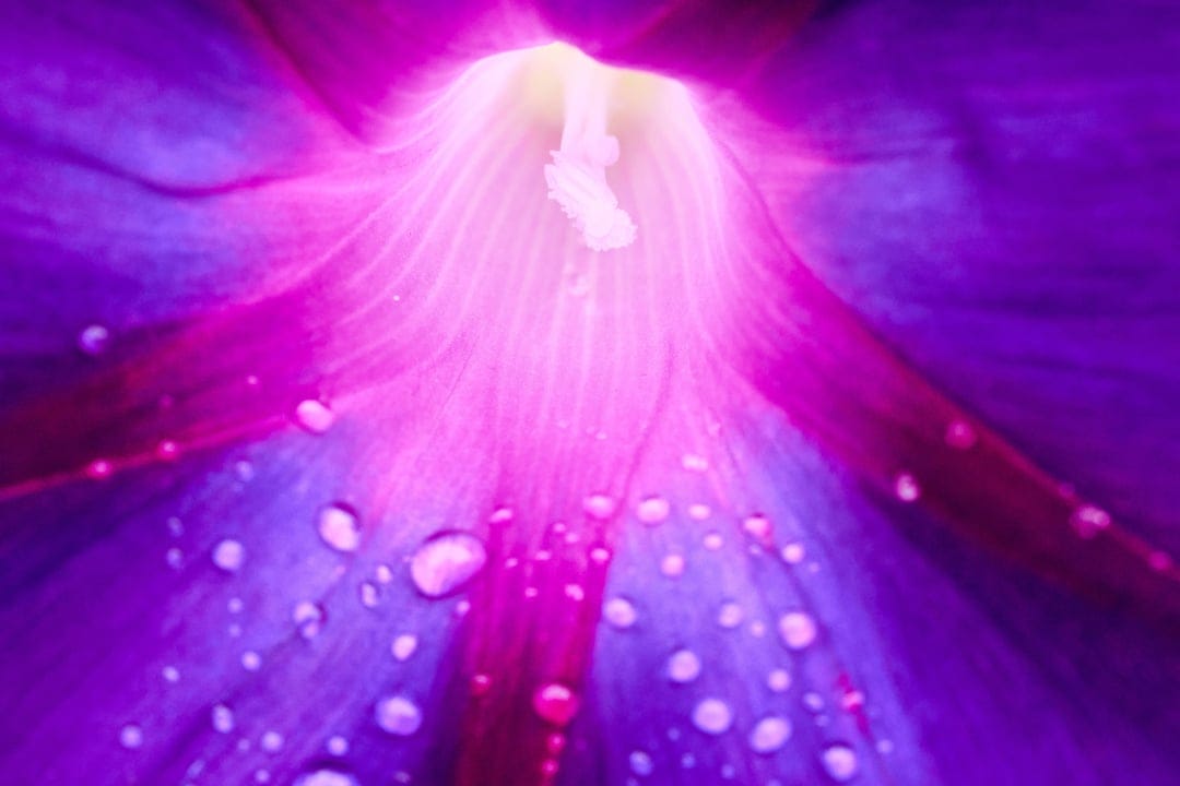 Purple morning glory flower bloom with translucent water droplets resting on textured violet and pink petals.