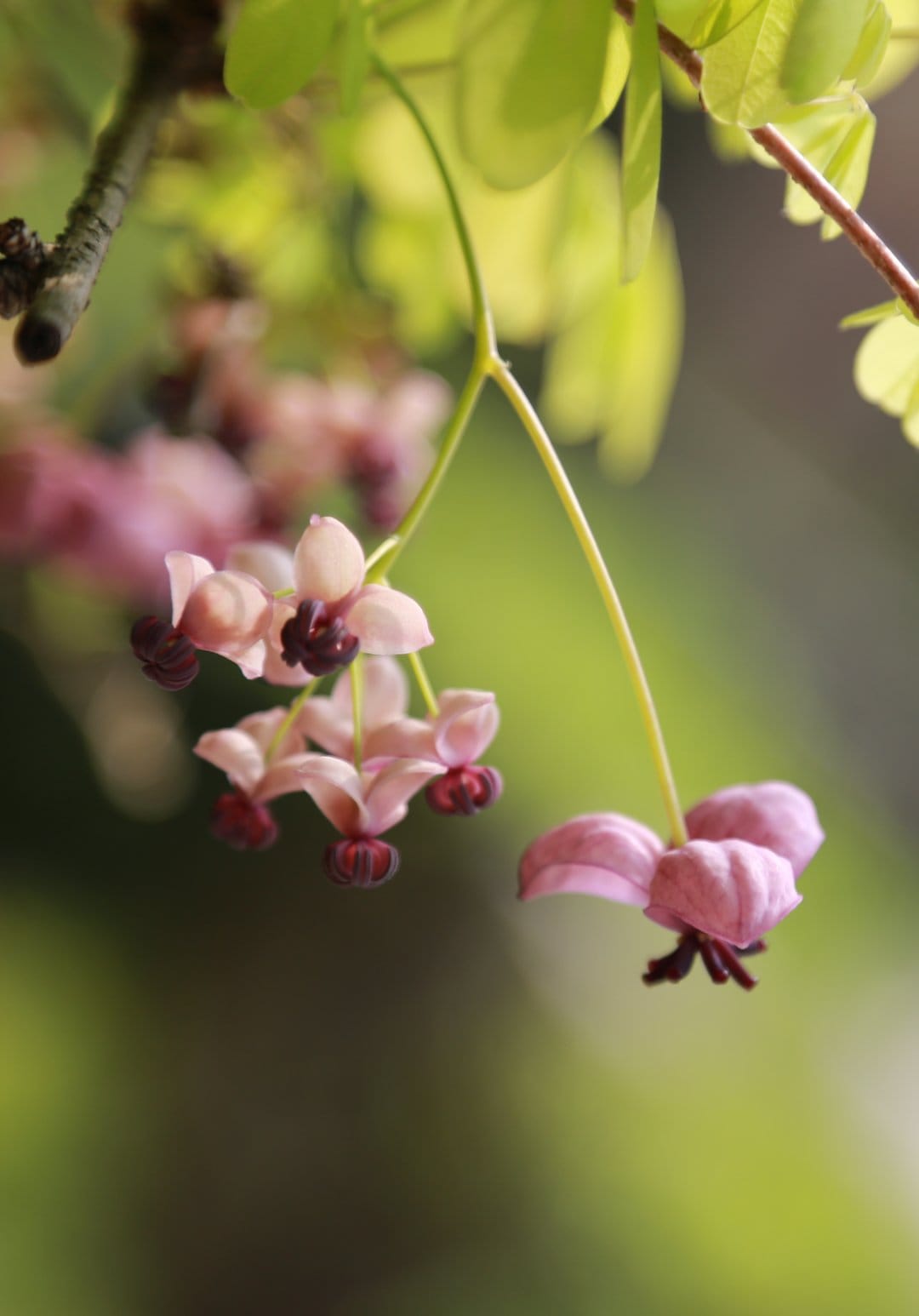 Pink Akebia quinata flowers with dark centers hang from a branch against a blurred green and brown garden background.