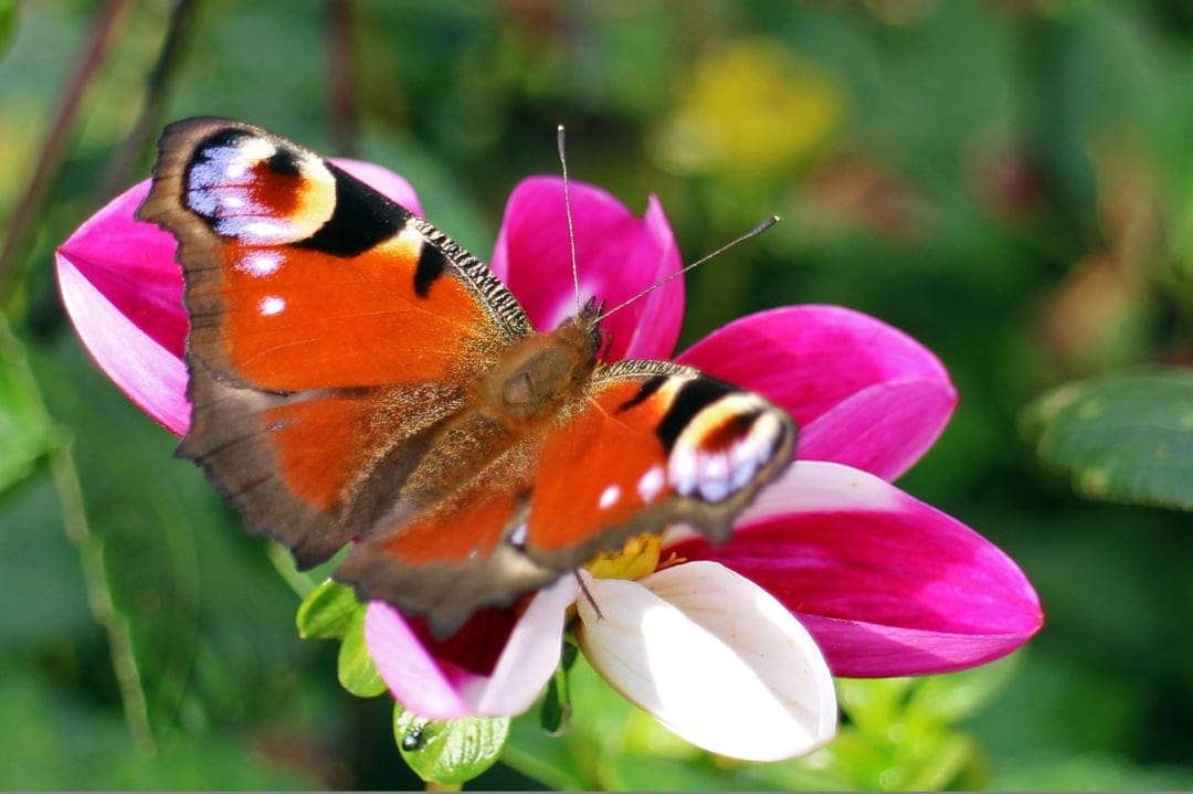 Peacock butterfly with blue eye-spots sits on a pink and white dahlia flower against a blurred green background.
