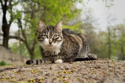 Tabby cat with green eyes lies on textured gravel in front of soft-focus green leaves and a gray overcast sky.