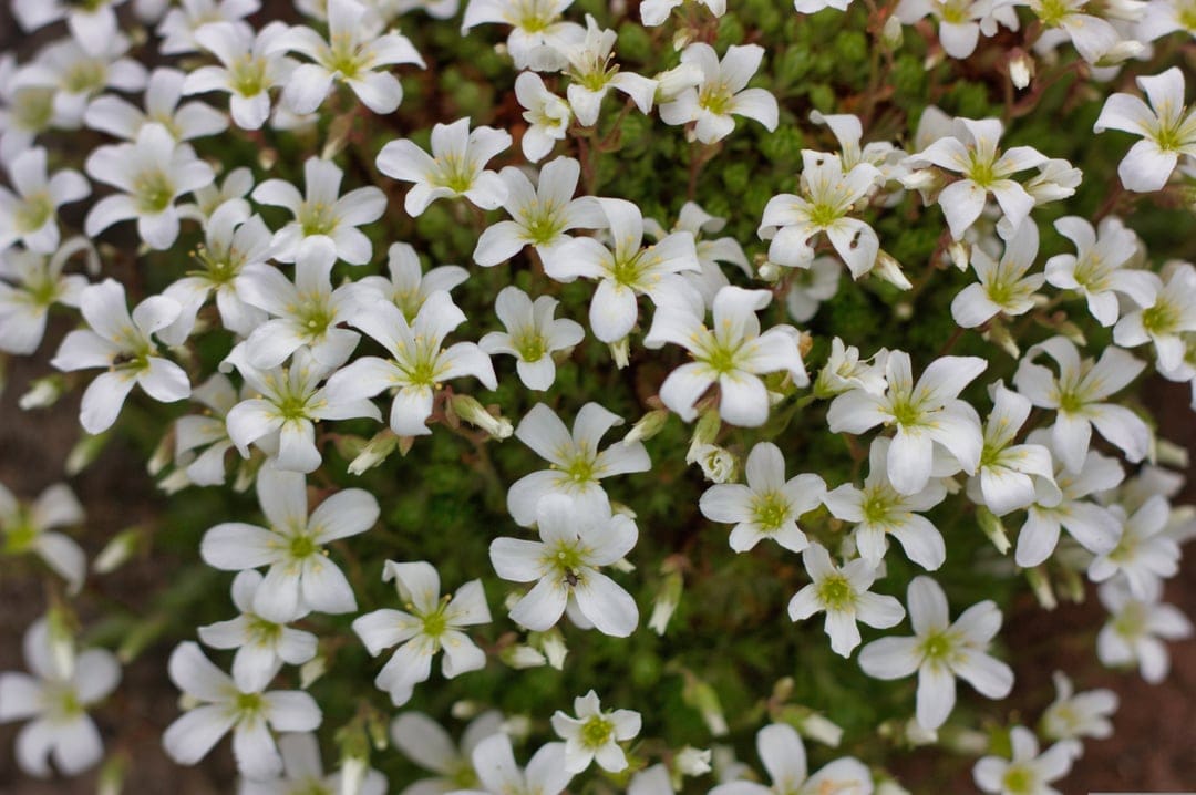 White star-shaped wildflowers with yellow centers bloom in a dense cluster over a blurred green background.