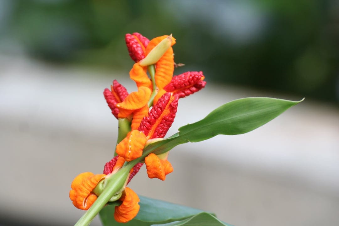 Ginger flower with layered red and orange bracts against a green leaf in a detailed botanical close-up shot.