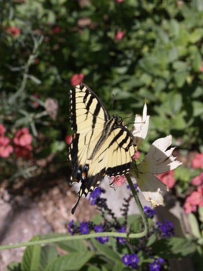 Yellow tiger swallowtail butterfly with black stripes rests on a white flower amidst green garden foliage.