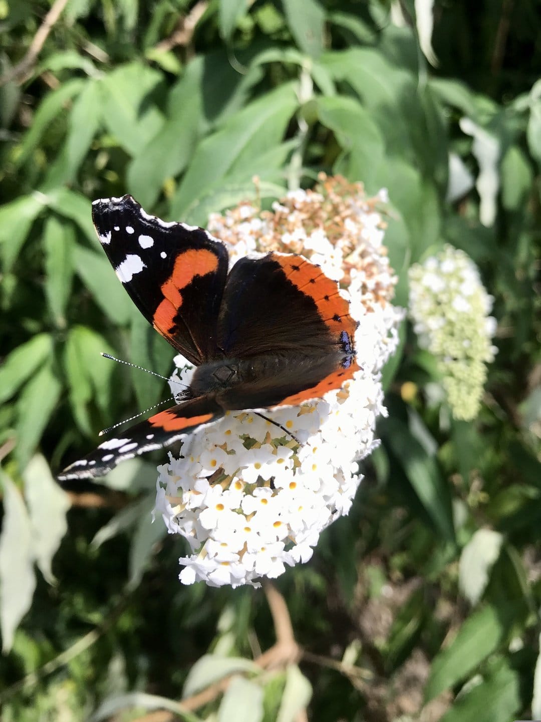 Red Admiral butterfly with orange banded black wings sits on white butterfly bush flowers against green foliage.