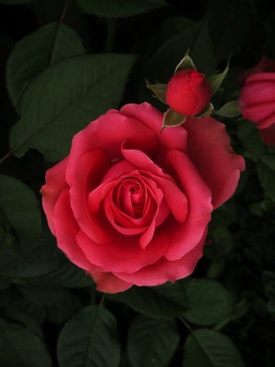 rose,flower,bud,flower wallpaper,flowering,flora,rose flower,flower background,plant,nature,beautiful flowers,bloom,petals