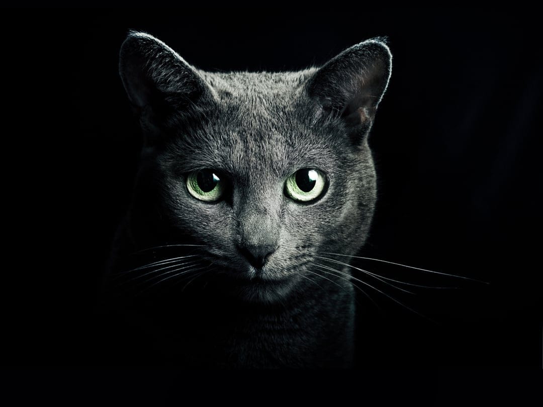 Russian Blue cat with glowing emerald eyes and plush grey fur sits against a dark, minimalist studio background.