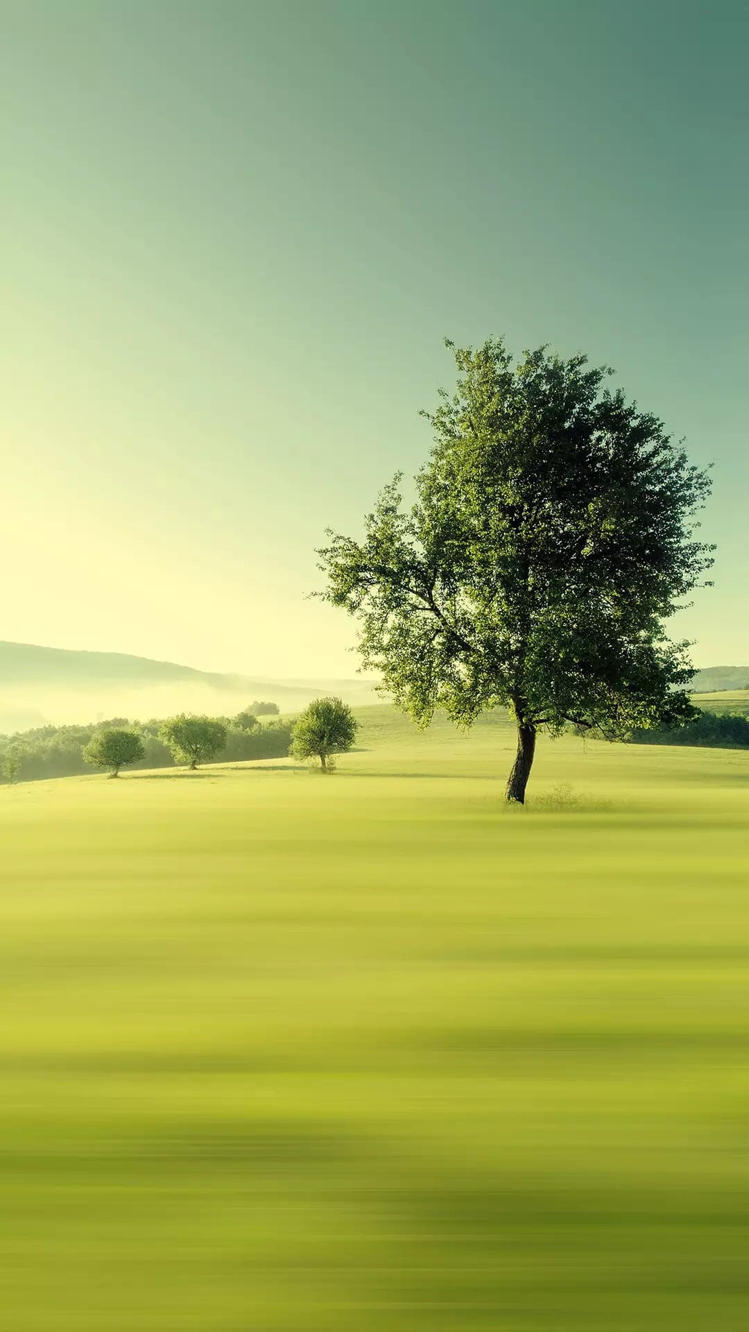 Lone tree in a green meadow surrounded by thick morning mist under soft golden sunrise light and rolling hills.